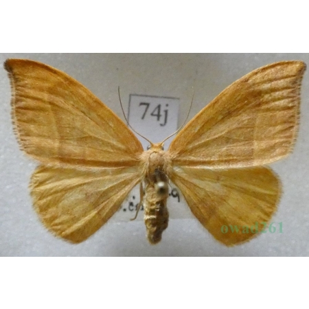 Watsonalla cultraria (Fabricius, 1775) female Wycinka nożówka Czech74j